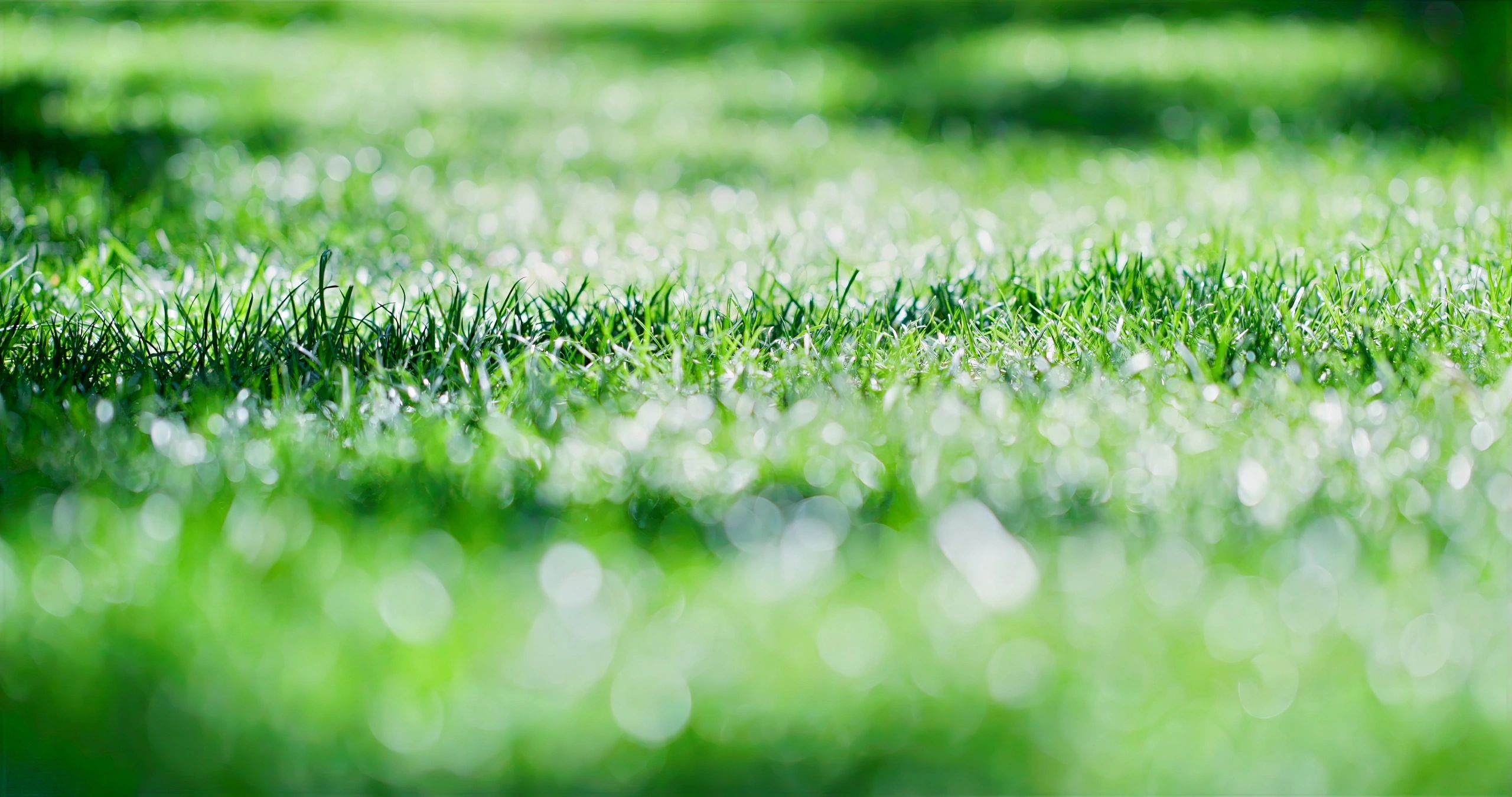 Close-up of lush green grass in morning light