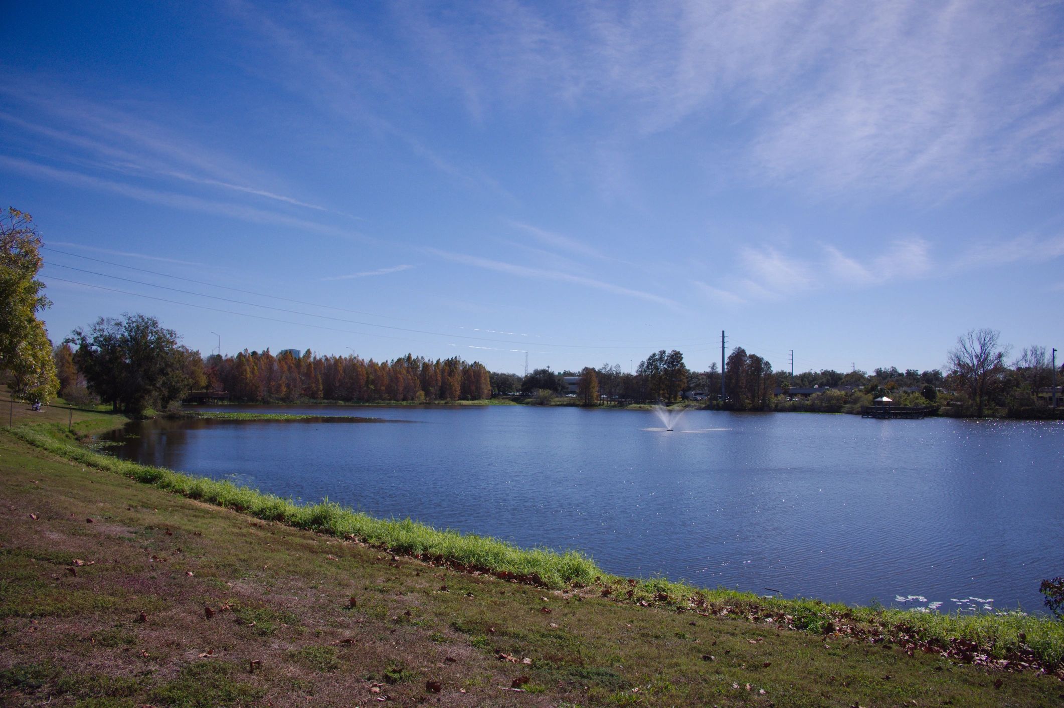 Peaceful Florida park scene with green grass