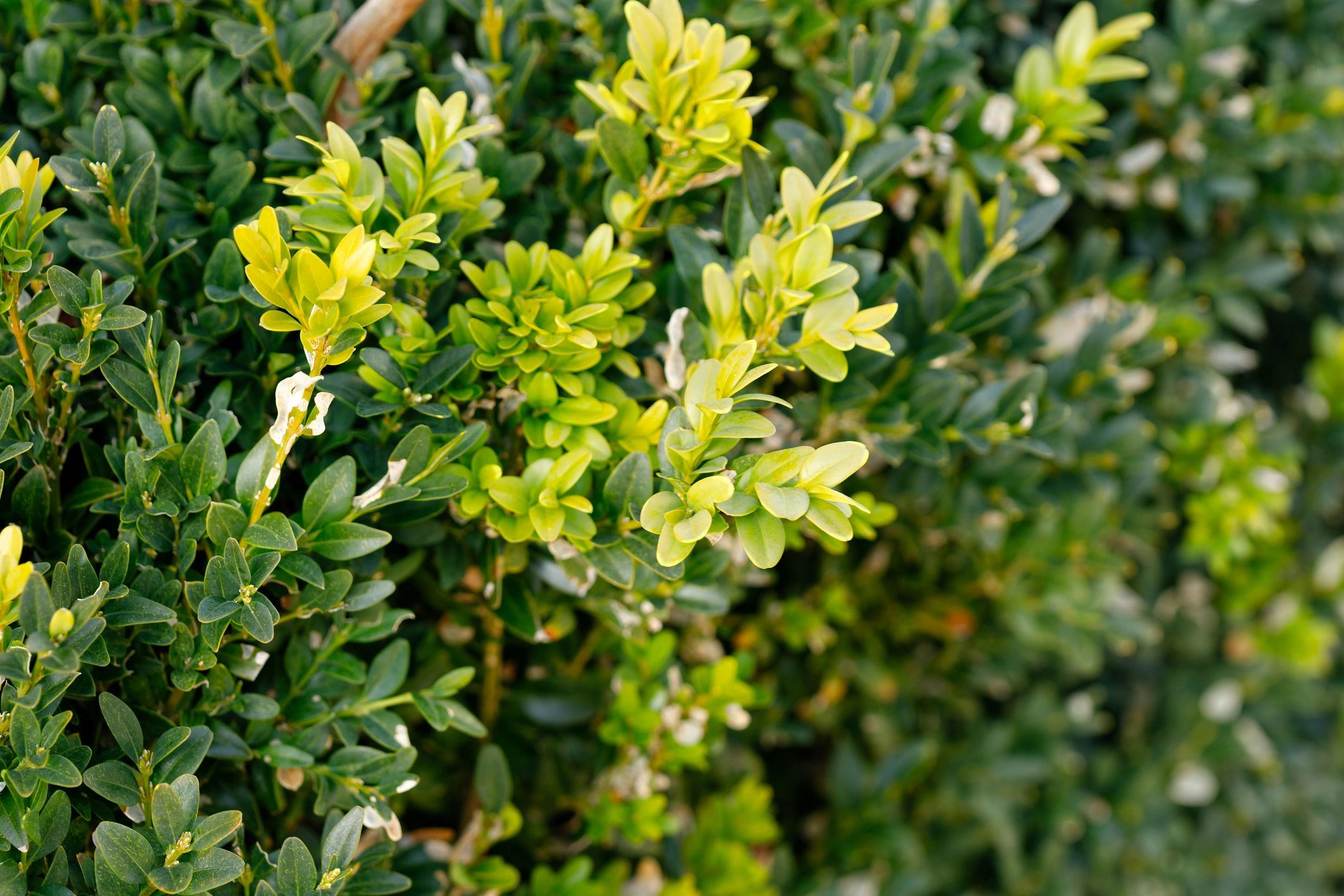 Close-up of a healthy green boxwood shrub with new growth