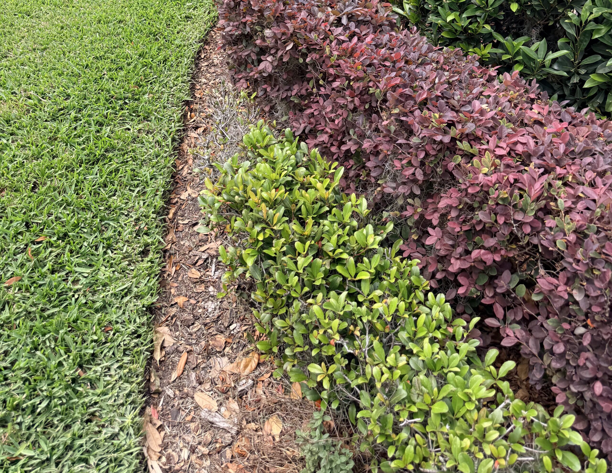 Ornamental shrubs in a landscaped yard